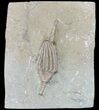 D Macrocrinus Crinoid Fossil - Indiana #52928-1